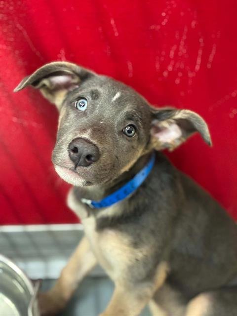 A255818 - Pit Bull Terrier available for adoption