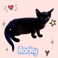 *ROCKY - Photo 1