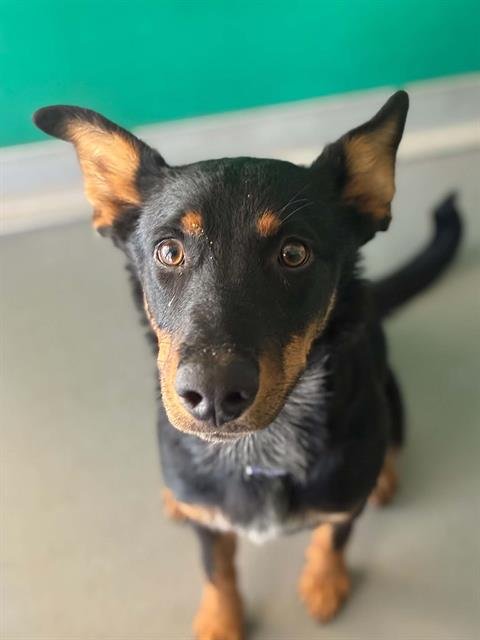 A255347 - Doberman Pinscher available for adoption
