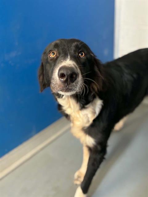*CLARABELLE - Border Collie available for adoption