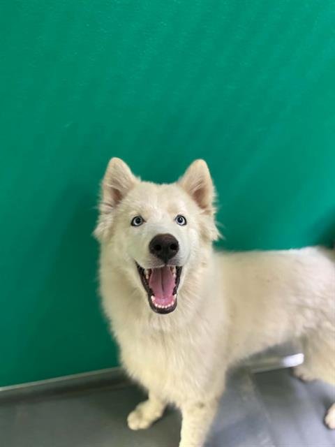 A255557 - Siberian Husky available for adoption