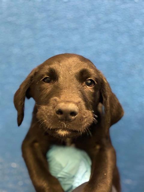 A255946 - Labrador Retriever available for adoption