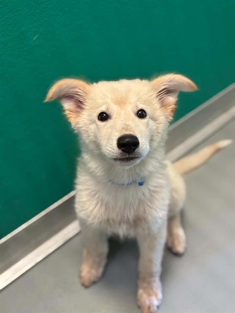 A255369 - German Shepherd Dog available for adoption