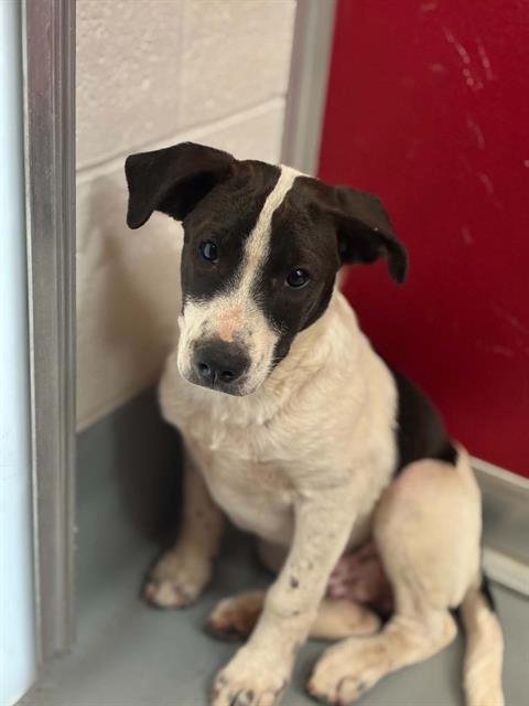 A255440 - Pit Bull Terrier available for adoption