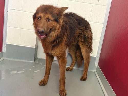 A255187 - Chow Chow available for adoption