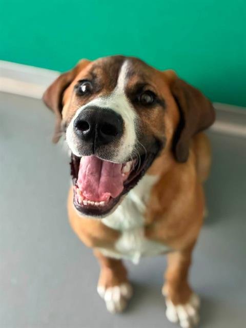 *JUMBA - Saint Bernard available for adoption