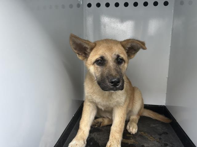 A251829 - German Shepherd Dog available for adoption