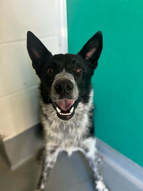 A255185 - Border Collie / Queensland Heeler available for adoption