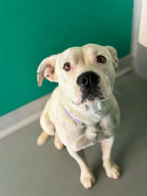 A255350 - Pit Bull Terrier available for adoption
