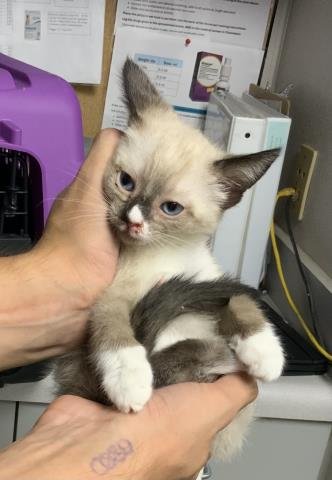 *SABLE - Snowshoe / Siamese for adoption in Visalia