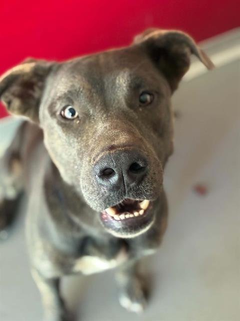 A255817 - Pit Bull Terrier available for adoption