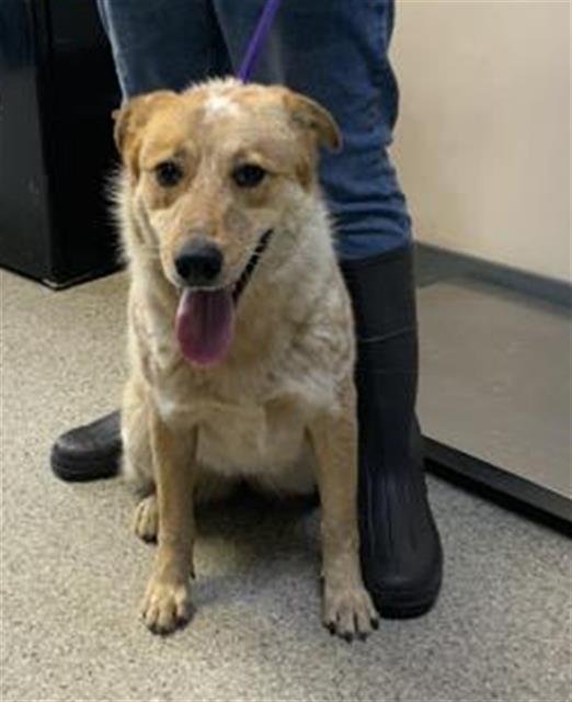 *CLAIRE - Queensland Heeler available for adoption
