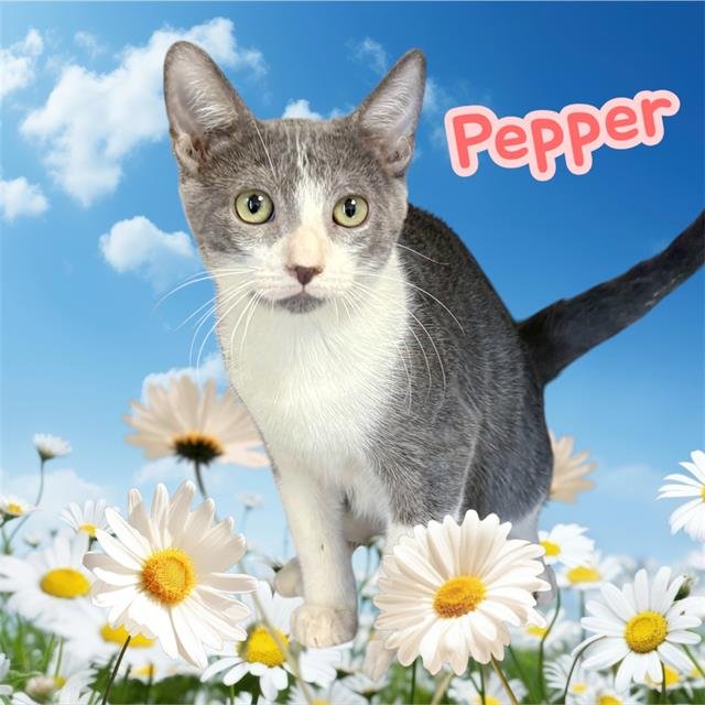 *PEPPER Image
