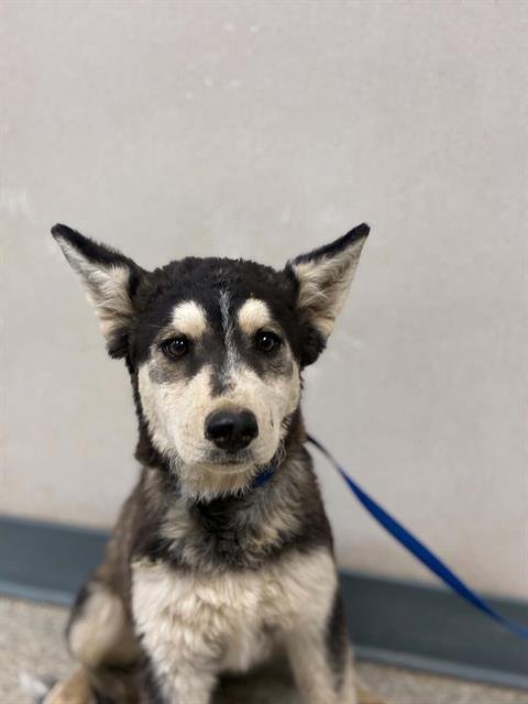 A255438 - Siberian Husky available for adoption