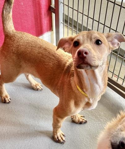 A251792 - Dachshund available for adoption