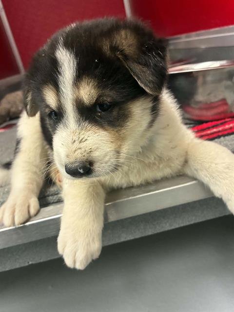 A255355 - Border Collie available for adoption