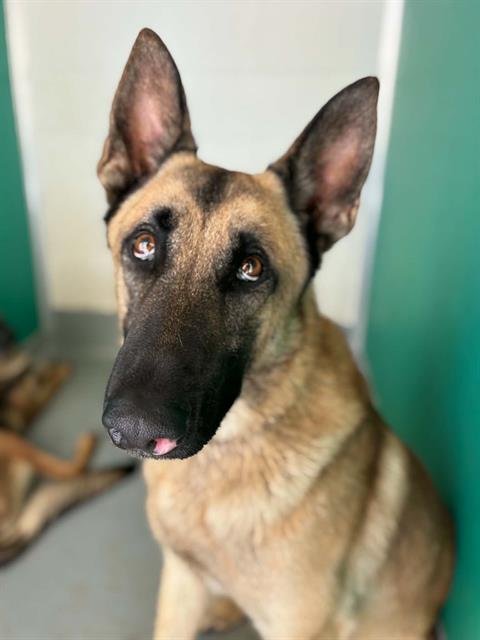 A255323 - German Shepherd Dog available for adoption