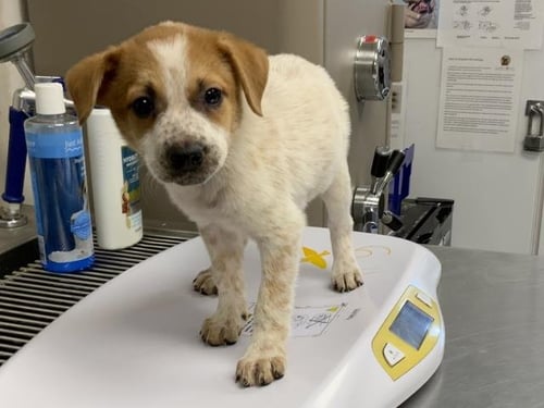 A255056 - Queensland Heeler available for adoption