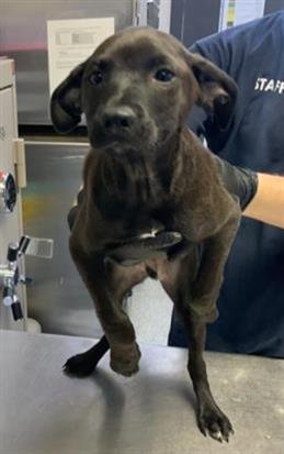 A251931 - Labrador Retriever available for adoption