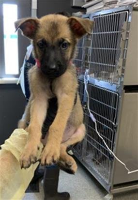 A255537 - German Shepherd Dog available for adoption
