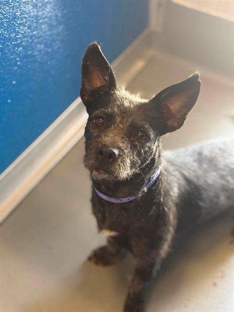A255747 - Cairn Terrier available for adoption
