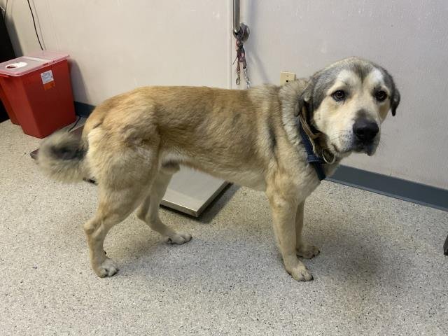 A251774 - German Shepherd Dog available for adoption