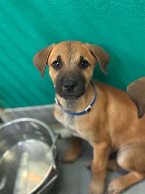 A255211 - German Shepherd Dog available for adoption