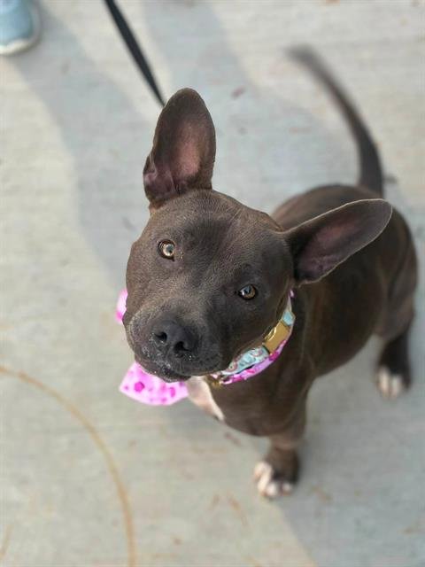 *MAYBELLE BLAIR - Pit Bull Terrier available for adoption
