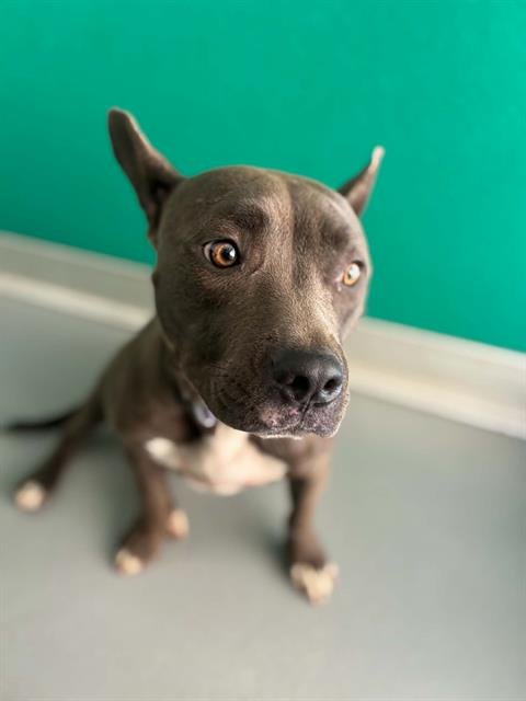 A255555 - Pit Bull Terrier available for adoption