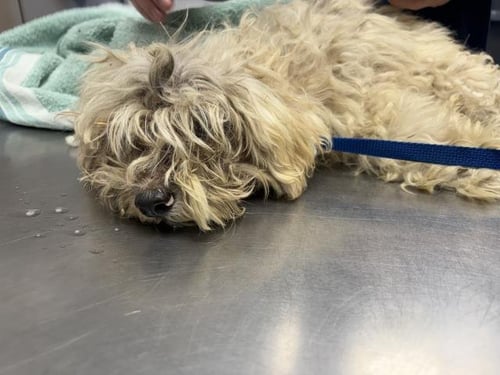 A254935 - Shih Tzu available for adoption