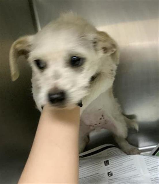 A251773 - Cairn Terrier available for adoption