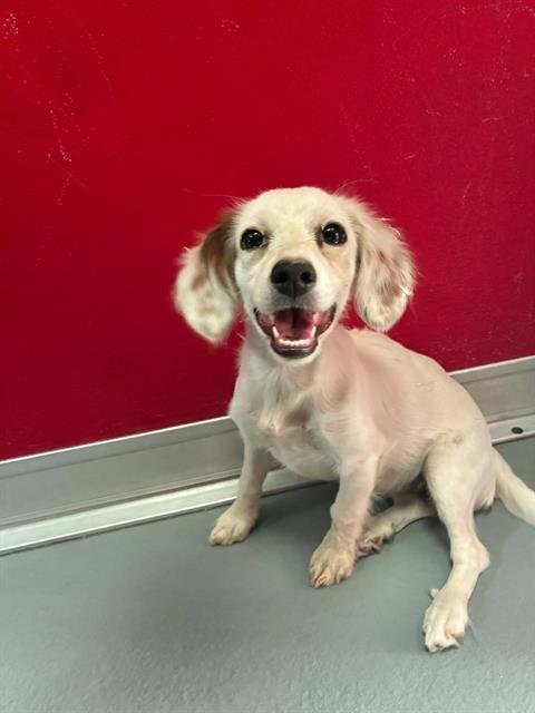 A255022 - Chihuahua available for adoption