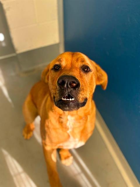 A255878 - Mastiff available for adoption