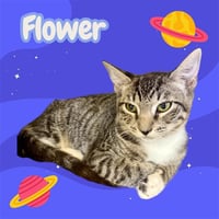 *FLOWER - Photo 1