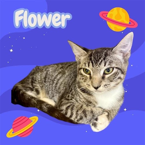 *FLOWER - Domestic Short Hair available for adoption