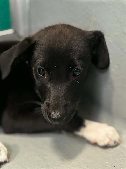 A255471 - Border Collie available for adoption