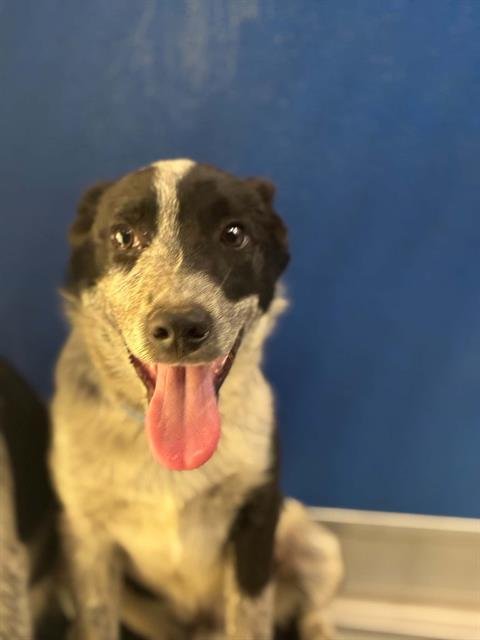 A255502 - Queensland Heeler available for adoption
