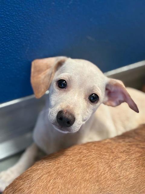 A254785 - Chihuahua available for adoption