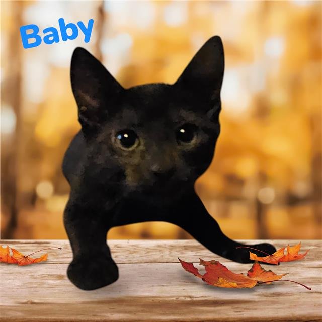 *BABY Image