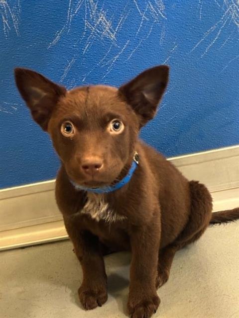 A255001 - Labrador Retriever available for adoption
