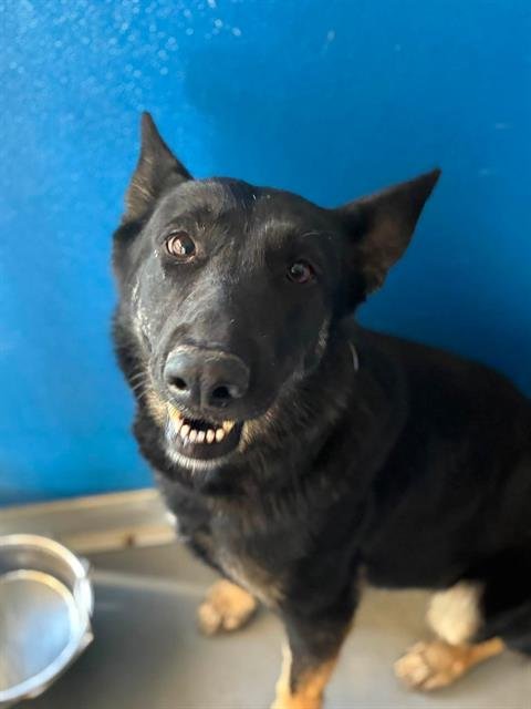 A255869 - German Shepherd Dog available for adoption