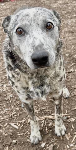 *STANLEY - Queensland Heeler available for adoption