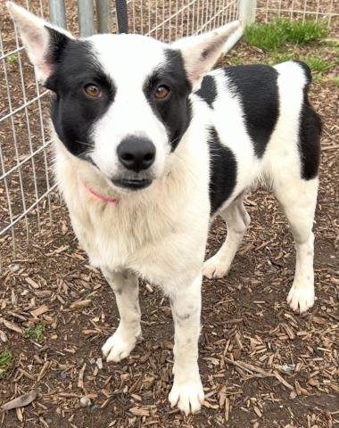 *BUTTERS - Queensland Heeler available for adoption