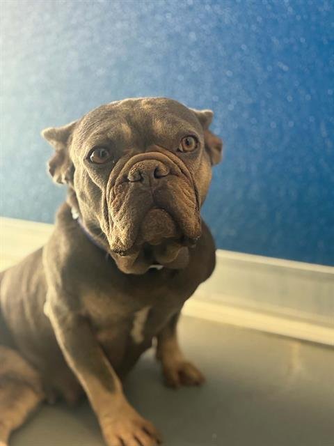 A255430 - French Bulldog available for adoption