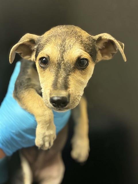 *SAMWISE - Chihuahua available for adoption