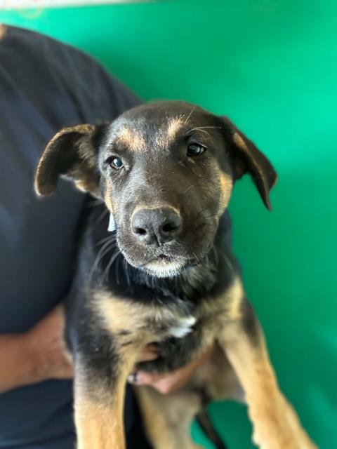 A256036 - German Shepherd Dog available for adoption