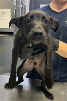 A251930 - Labrador Retriever available for adoption