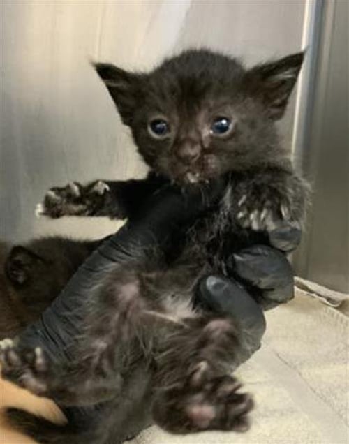 A254426 - Domestic Short Hair available for adoption