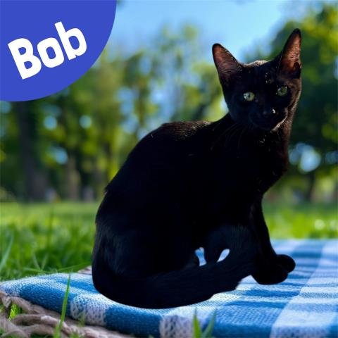*BOB Image