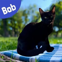 *BOB - Photo 1